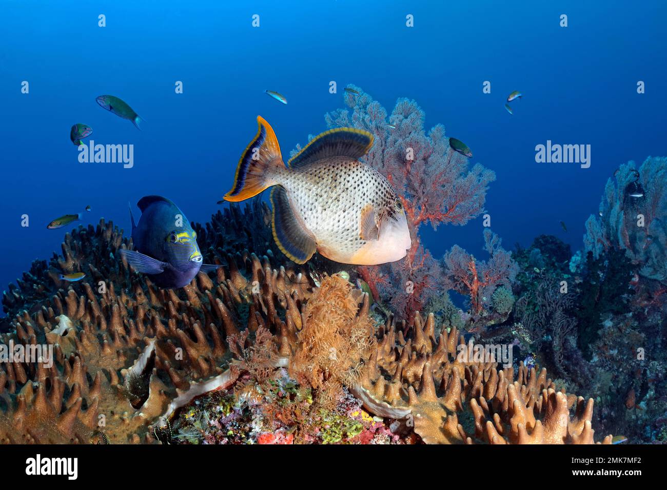 Pesce germoglio giallo-mascherato medio (Pseudobalistes flavimarginatus), pesce torchio giallo-mascherato sinistro (Acanthurus xanthopterus giallo-mascherato doktor Foto Stock