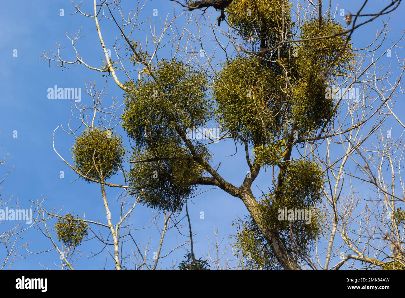Un albero malato appassito attaccato da vischio, vischio. Sono arbusti emiparassitari legnosi e obligate. Foto Stock