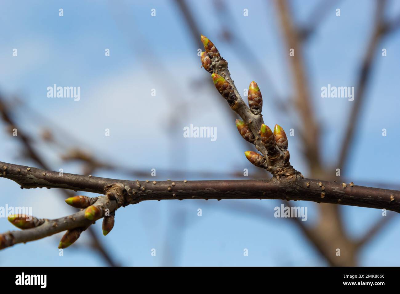 germogli germoglianti su un ramo di albero nella macro primaverile. Foto Stock
