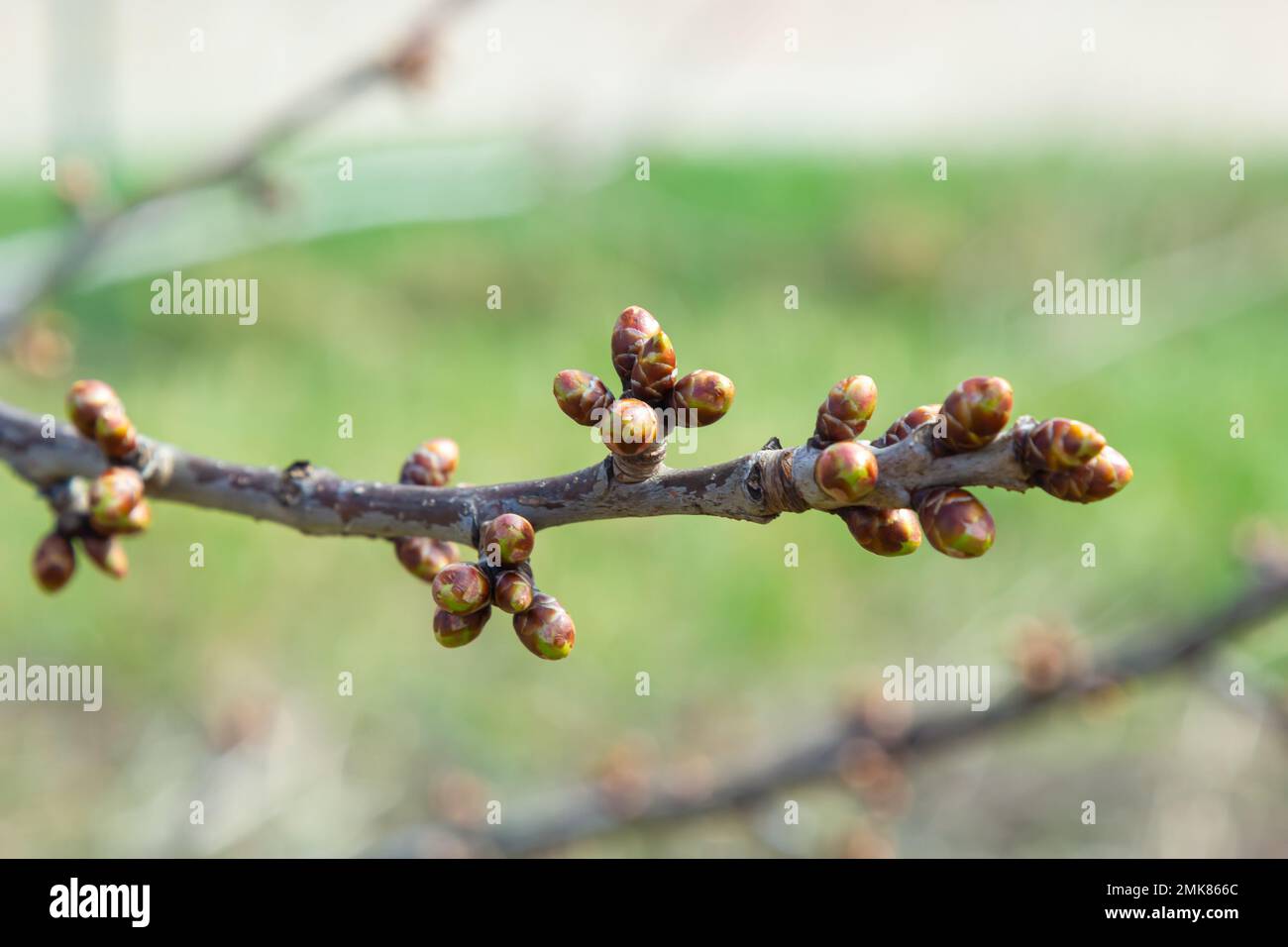germogli germoglianti su un ramo di albero nella macro primaverile. Foto Stock