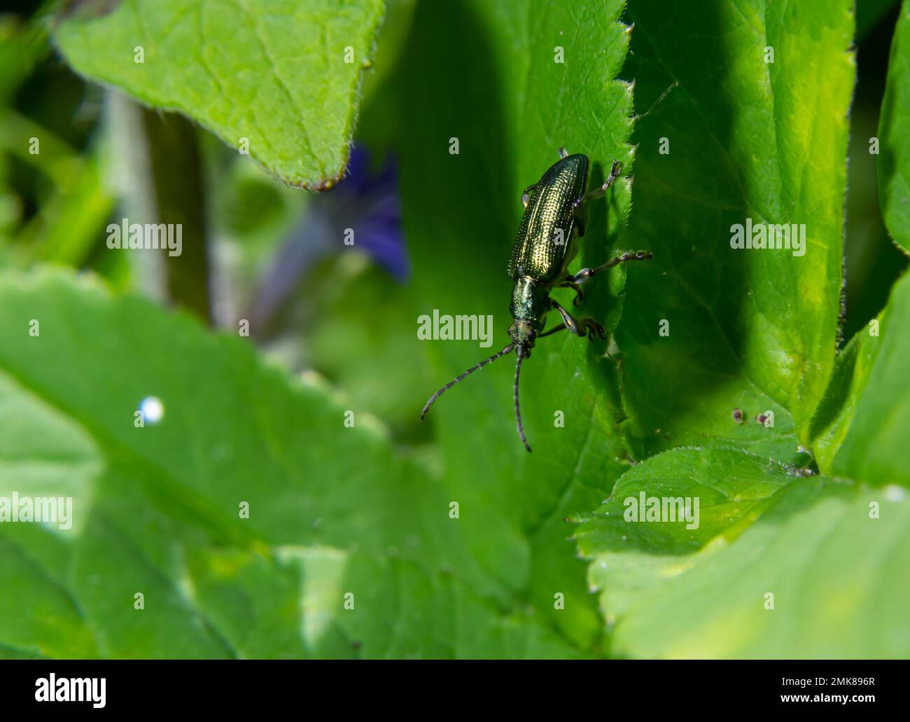 Grande scarabeo verde-dorato Vola spagnola, cantharis lytta vescicatoria. La fonte della cantaridina terpenoide, un agente vescicolante tossico una volta usato come AP Foto Stock