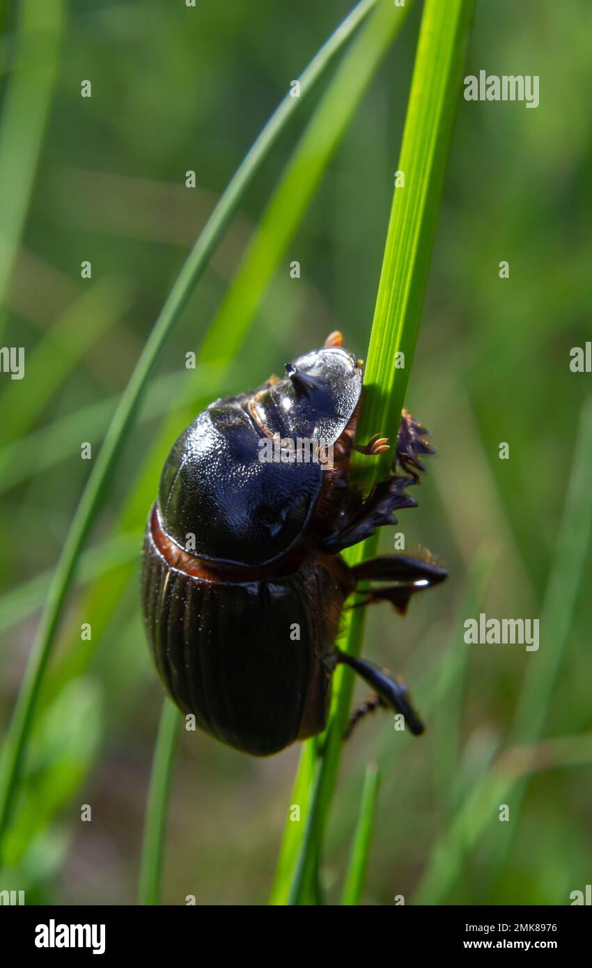 Un coleottero nero con un lungo corno in un ambiente naturale. Famiglia Scarabaeidae. Copris hispanus. Foto Stock