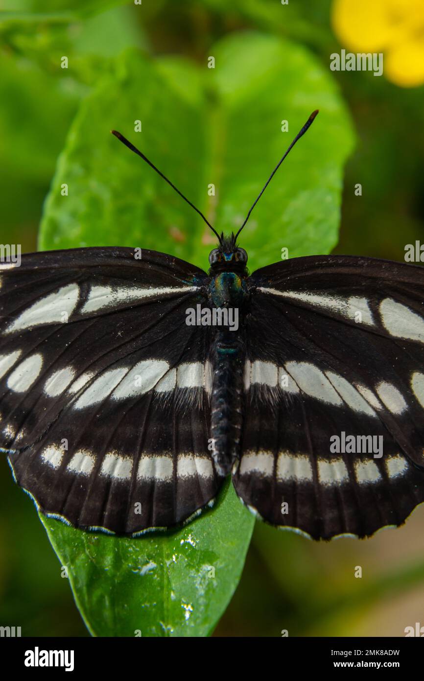 Pallas Sailer o farfalla comune aliante, Neptis sappho, a guardia del suo territorio. Foto Stock
