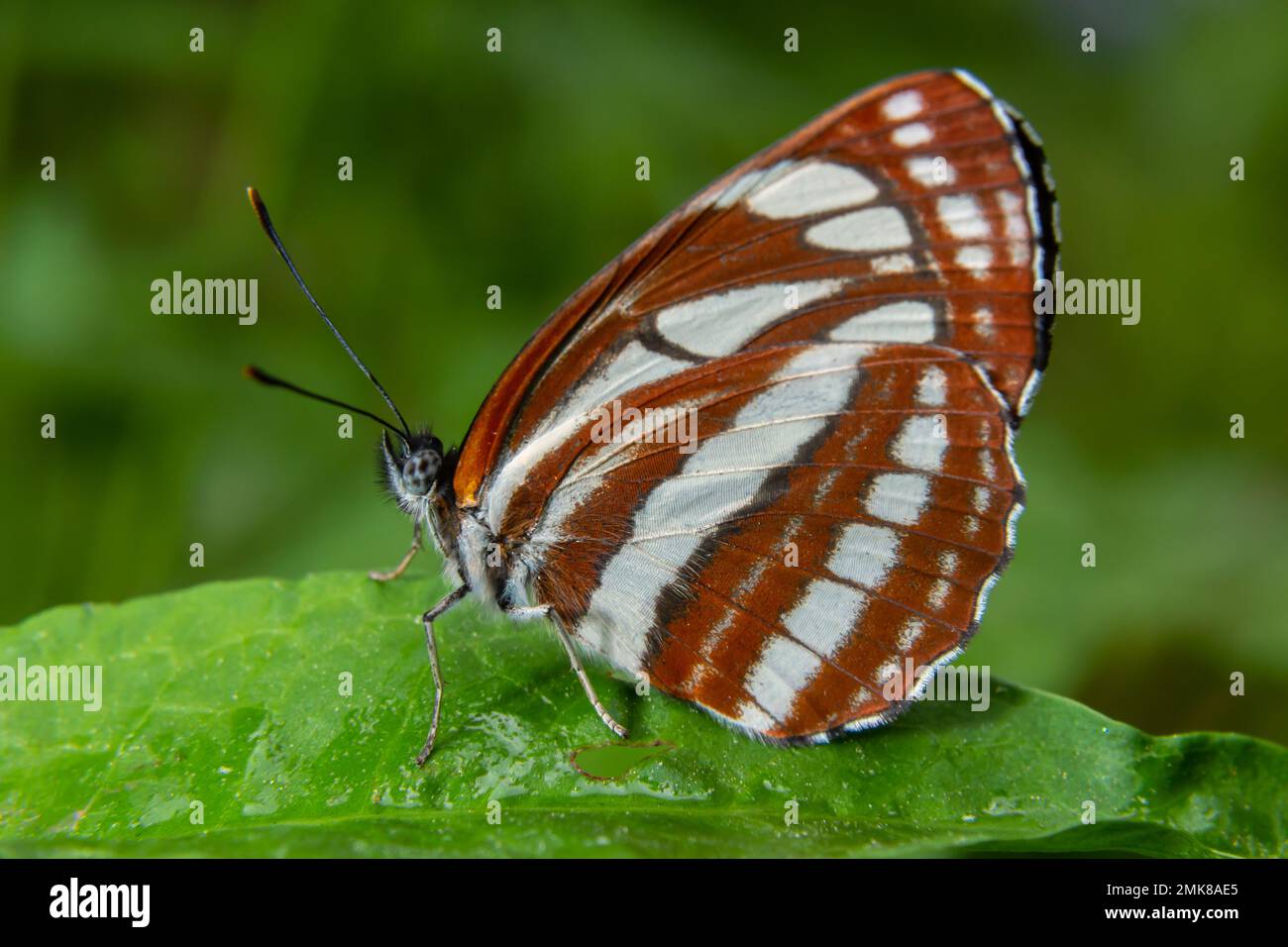 Una farfalla di giorno dalla famiglia nymphalidae, Neptis sappho. La farfalla è molto fiduciosa, non ha paura di una persona, si siede sulle sue mani, sul suo volto. Foto Stock