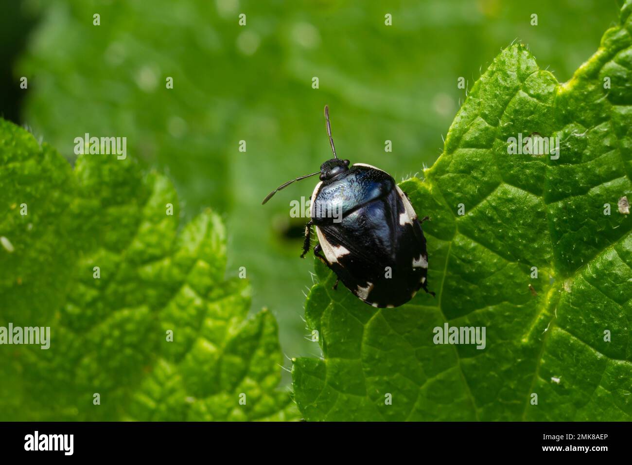 Primo piano su un nero Ramburs Pied Shieldbug, Tritomegas sexmaculatus. Foto Stock