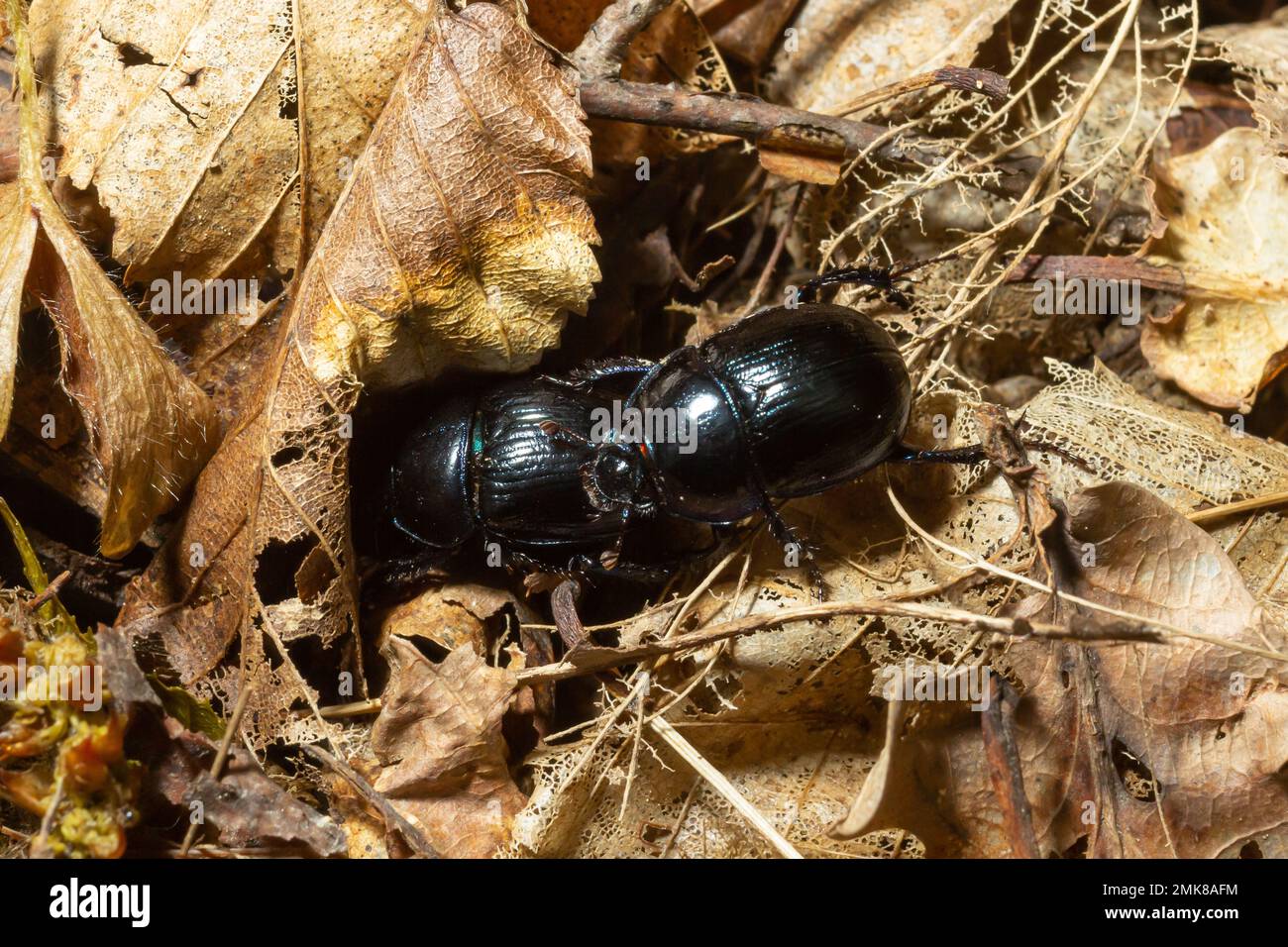 Foresta scarabeo, Anoplotrupi stercorosus, una specie di sterco scarabeo e la sottofamiglia Geotrupinae. Foto Stock