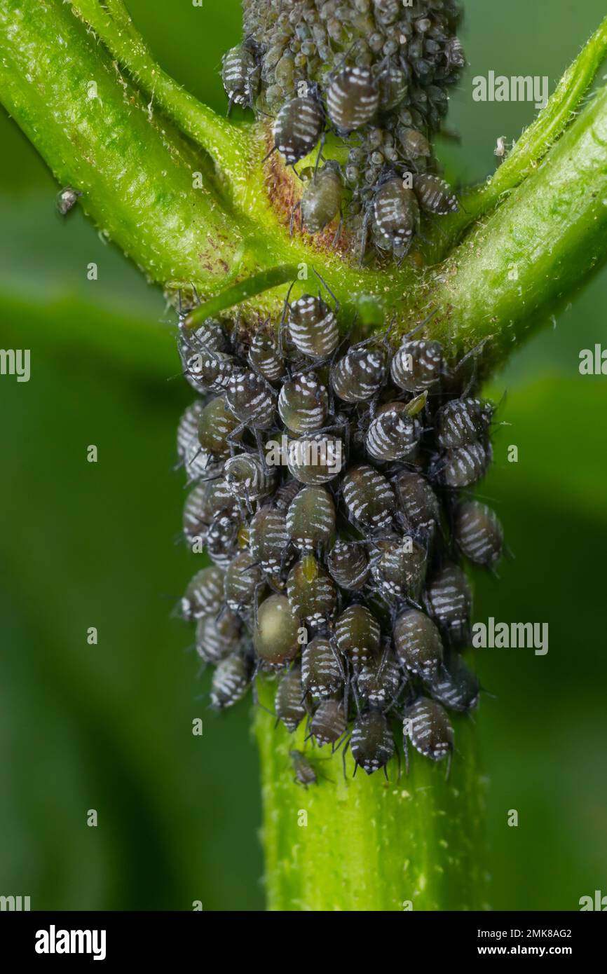 Afidi foglie arricciate, primo piano foglie arricciate su ciliegio, Prunus  sp, causato da amarena afide ciliegia, amarena afide attacco sotto il lato  delle foglie Foto stock - Alamy