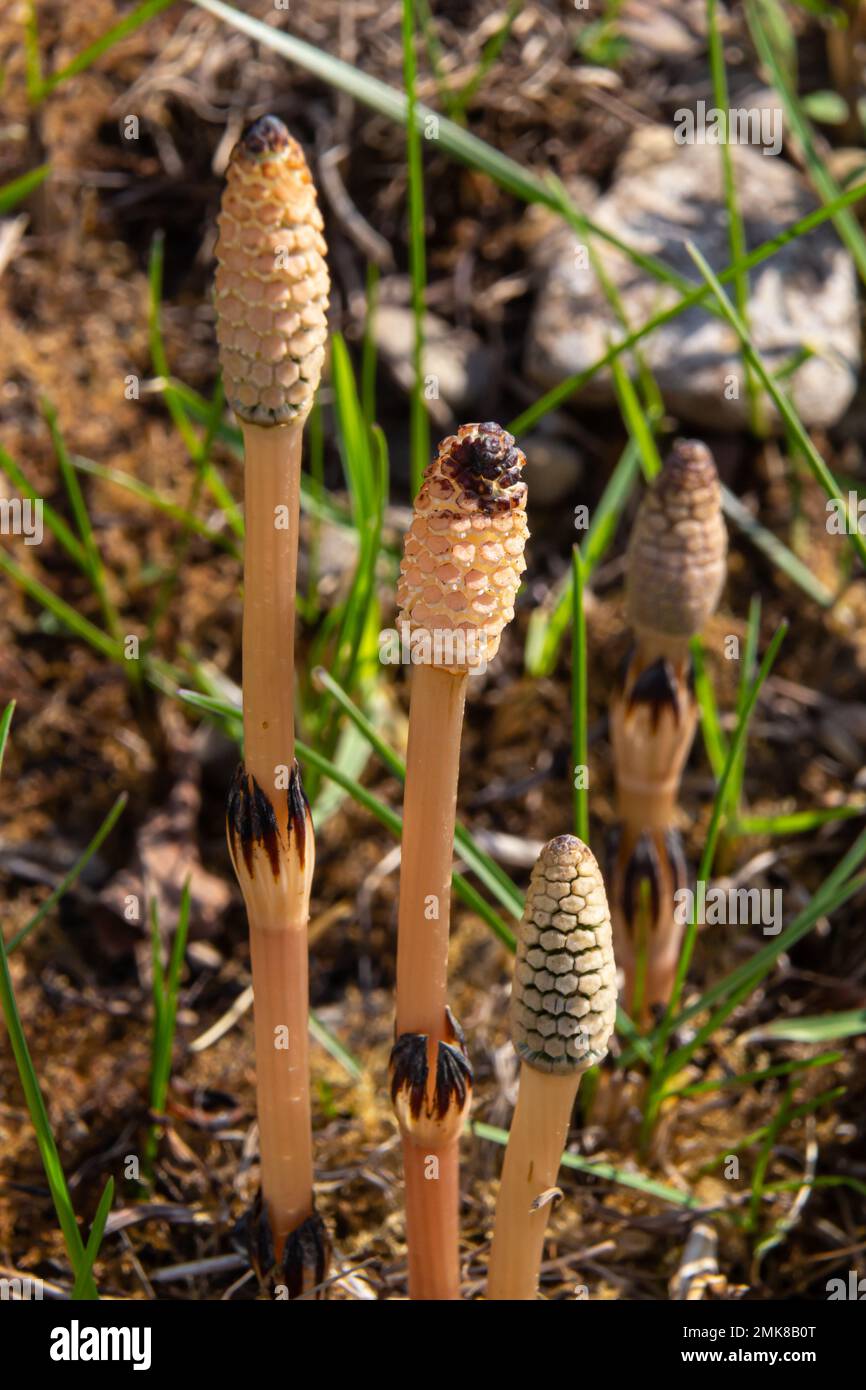 LC1000D Aspiratore Industriale Per Camere Bianche | Delfin - Foto 6