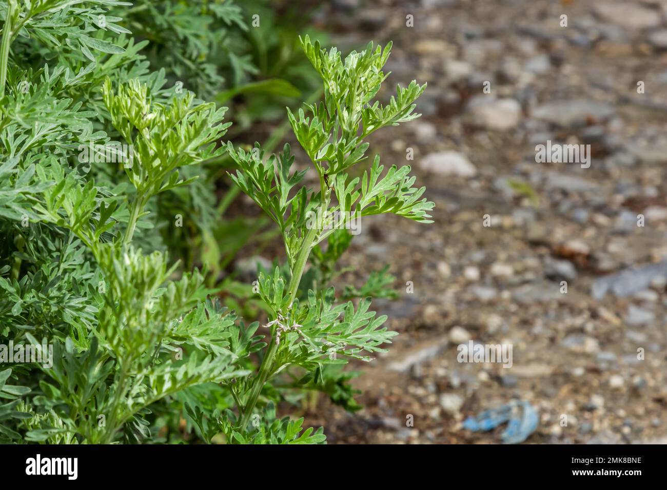 Cespuglio verde brillante di vermwood. Il concetto di giardino crescente, spezie e piante medicinali. Foto Stock