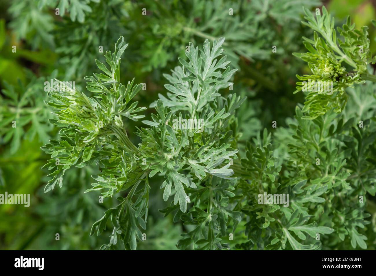 Cespuglio verde brillante di vermwood. Il concetto di giardino crescente, spezie e piante medicinali. Foto Stock