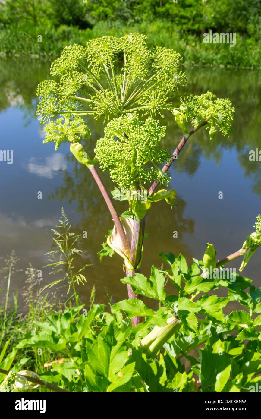 Angelica, Angelica, archangelica, appartiene alla pianta selvatica con fiori verdi. È una pianta medicinale importante ed è anche usata in medicina. Foto Stock