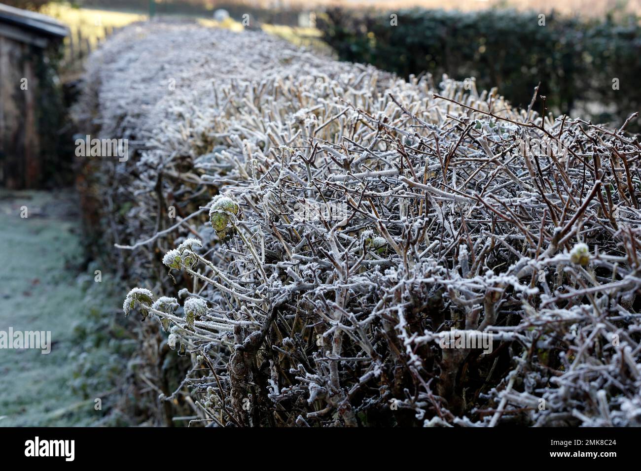 Hoar gelò su siepi, rami ghiacciati in inverno. Molto freddo. Cardiff, Galles del Sud. Gennaio 2023. Inverno Foto Stock