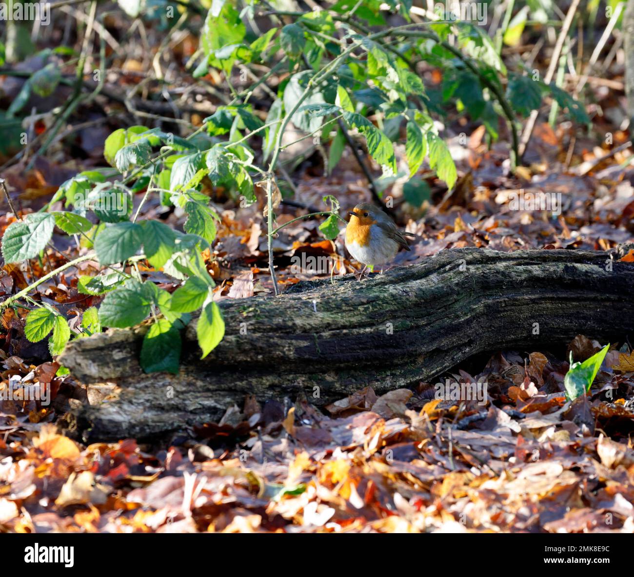 Robin rosso. Gennaio 2023. Inverno. Erithacus rubecula. Foto Stock