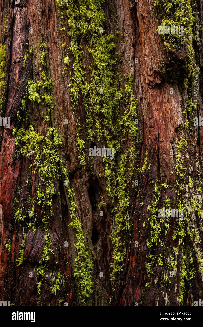 Il boschetto di sequoie giganti di Mariposa nel Parco Nazionale di Yosemite Foto Stock