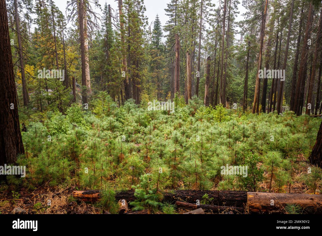 Il boschetto di sequoie giganti di Mariposa nel Parco Nazionale di Yosemite Foto Stock