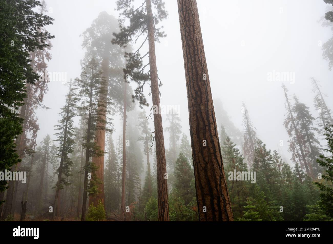 Il boschetto di sequoie giganti di Mariposa nel Parco Nazionale di Yosemite Foto Stock