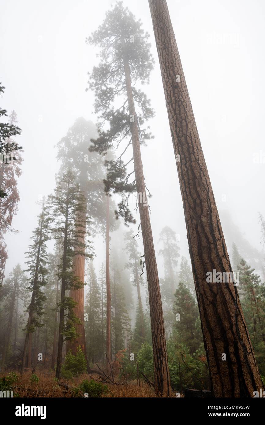 Il boschetto di sequoie giganti di Mariposa nel Parco Nazionale di Yosemite Foto Stock