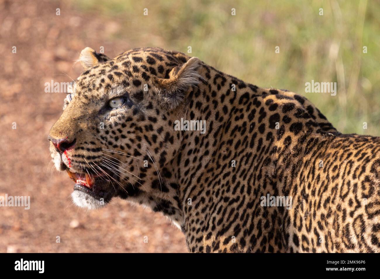 leopardo maschile che cresce dopo la lotta sul territorio, Masai Mara National Park, Kenya Foto Stock