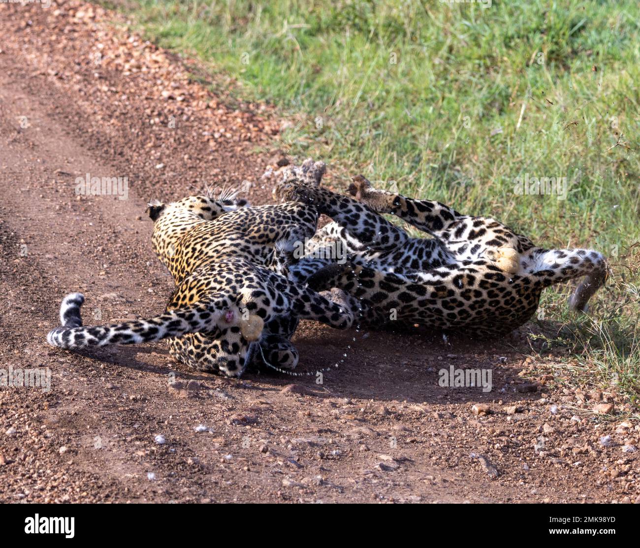 leopardo maschile combattendo un altro in concorso sul territorio, Masai Mara National Park, Kenya Foto Stock