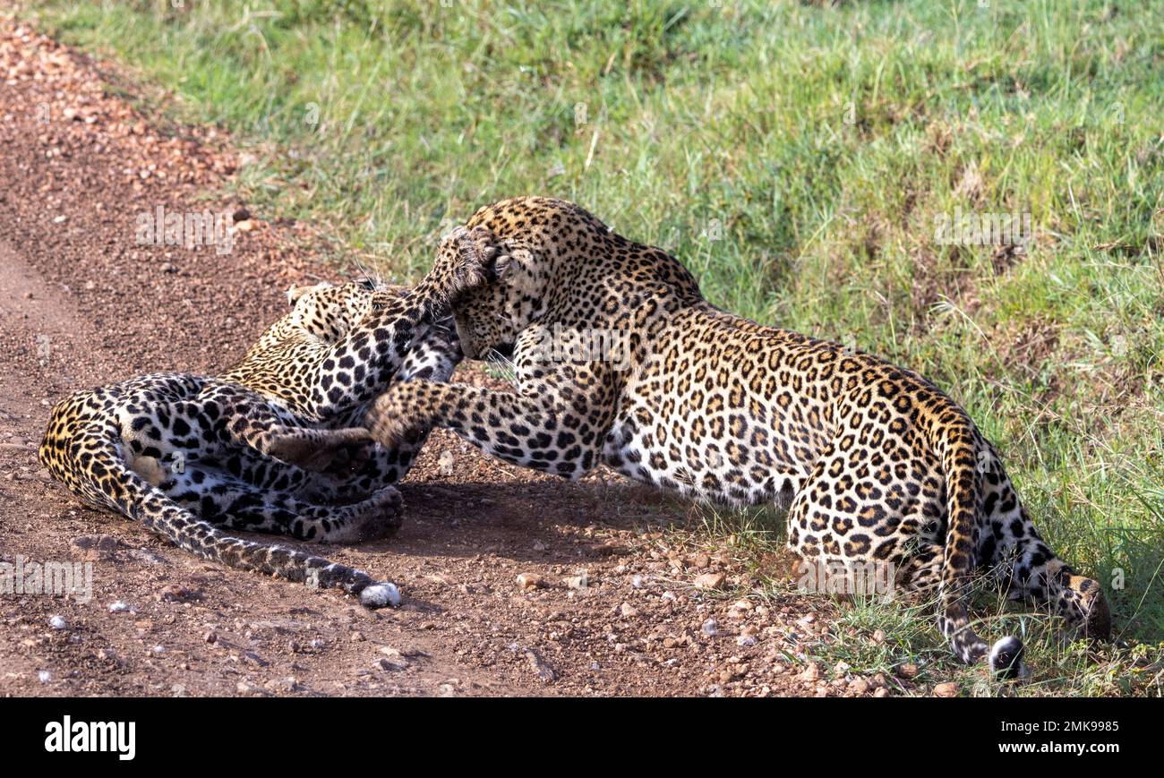 leopardo maschile combattendo un altro in concorso sul territorio, Masai Mara National Park, Kenya Foto Stock