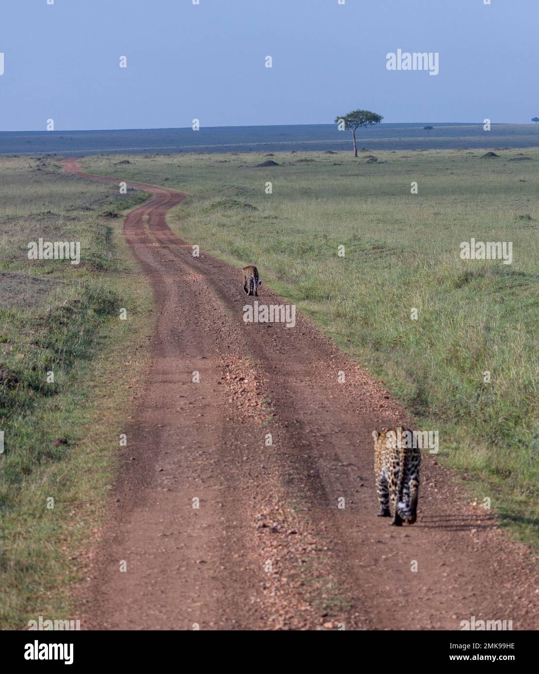 leopardo maschile che si incammina un altro per combattere sul territorio, Masai Mara National Park, Kenya Foto Stock