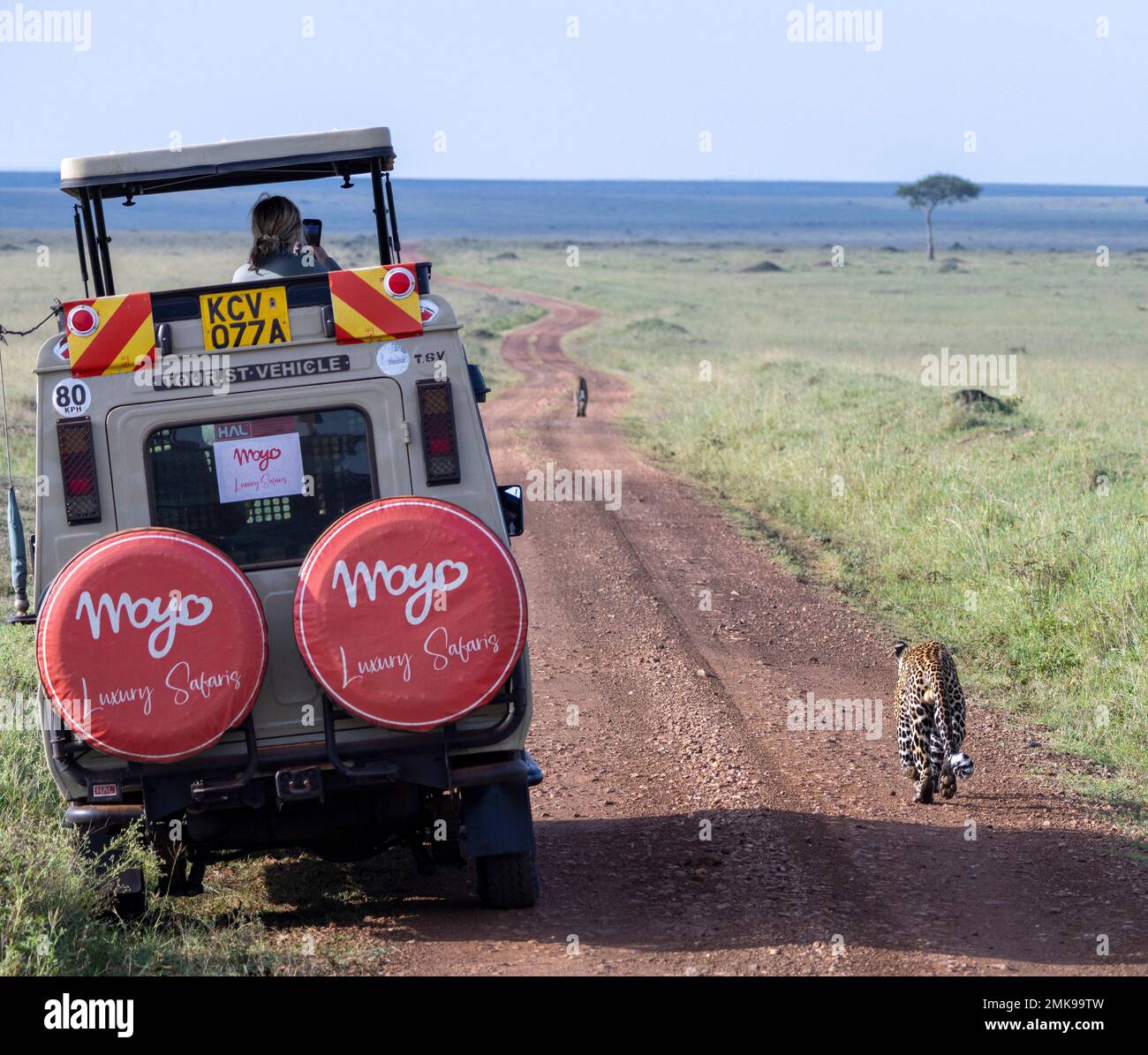 leopardo maschile che si aggira su un altro per combattere sul territorio visto dal fotografo, Masai Mara National Park, Kenya Foto Stock