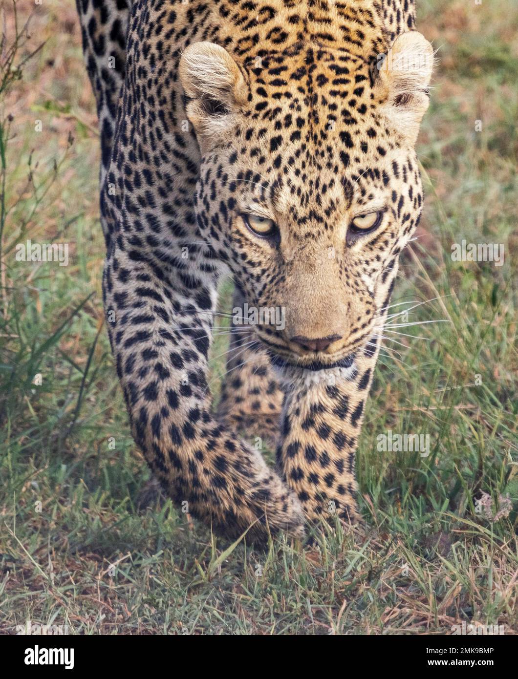 Minaccioso leopardo camminare in erba lunga, Masai Mara National Park, Kenya Foto Stock