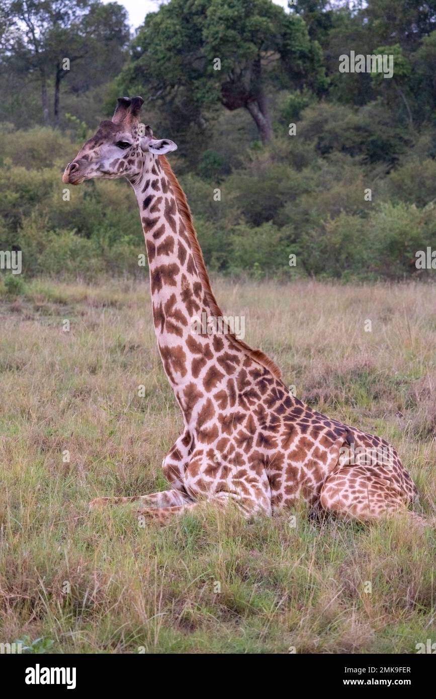 Giraffa Masai (Giraffa camelopardalis tipelskirchi o Giraffa tipelskirchi), Masai Mara, Kenya Foto Stock