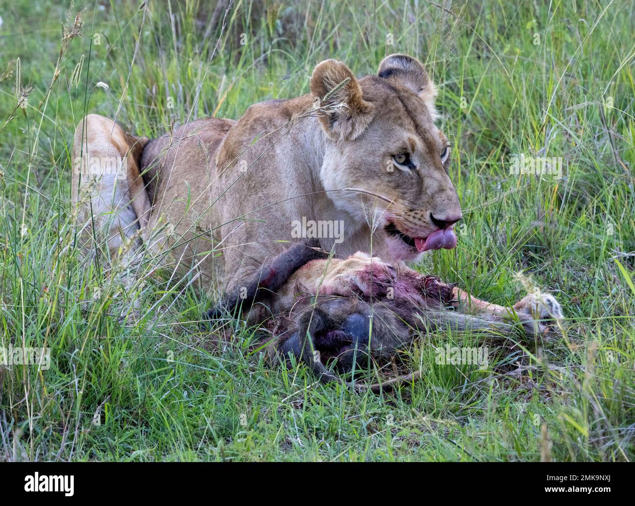 Festa senza leoni su un babbuino morto, Masai Mara National Park, Kenya Foto Stock