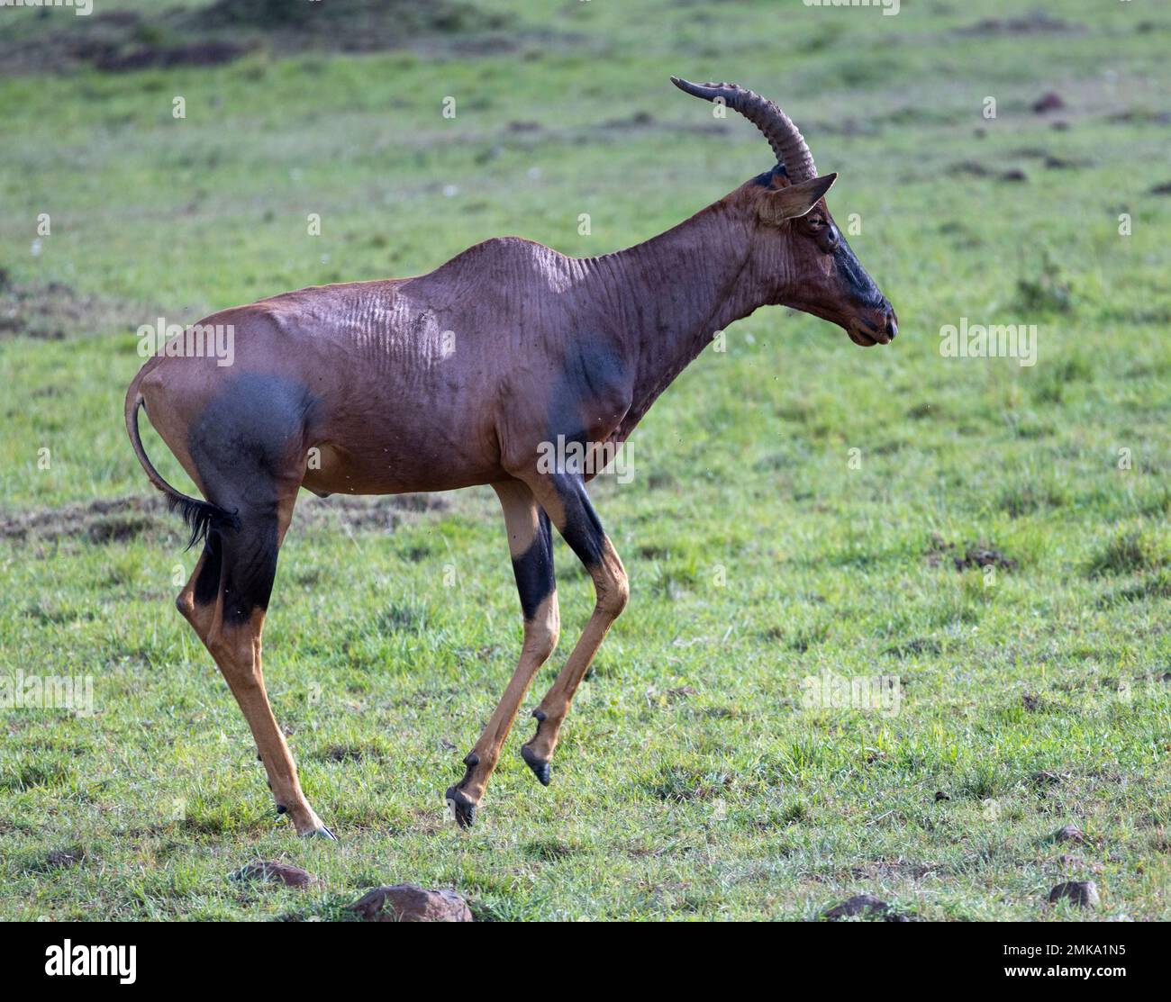Topi antilope (Damaliscus lunatus jimela) running, Masai Mara National Park, Kenya Foto Stock