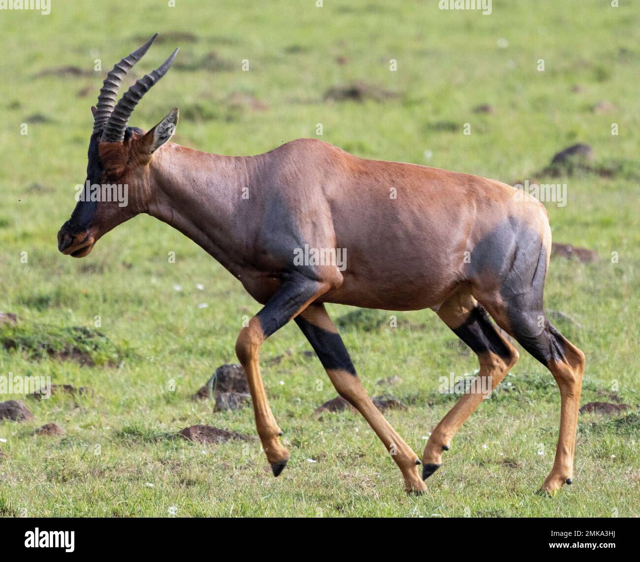 Topi antilope (Damaliscus lunatus jimela) running, Masai Mara National Park, Kenya Foto Stock
