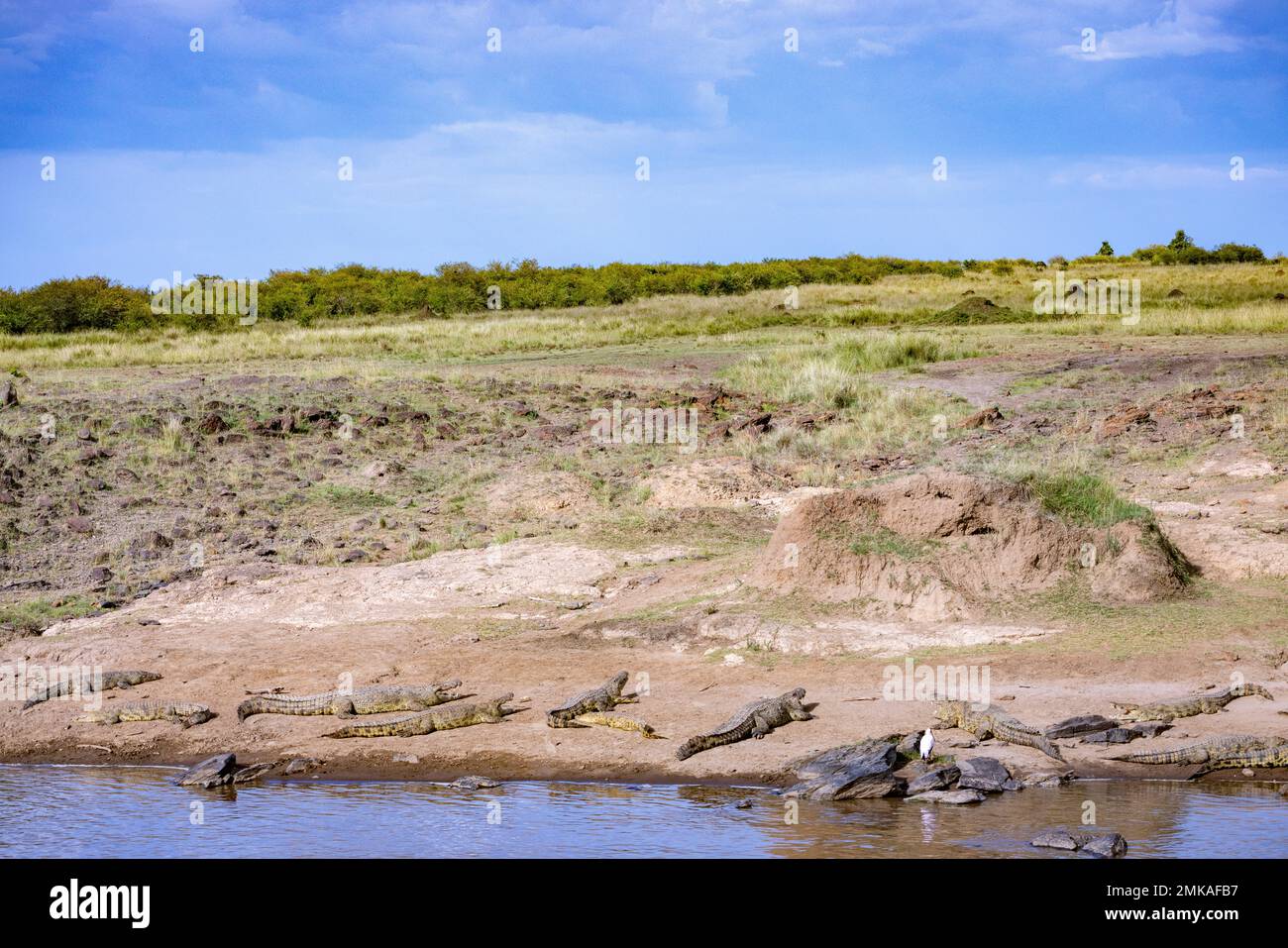Coccodrilli del Nilo, Crocodylus niloticus, Massai Mara, Kenya Foto Stock