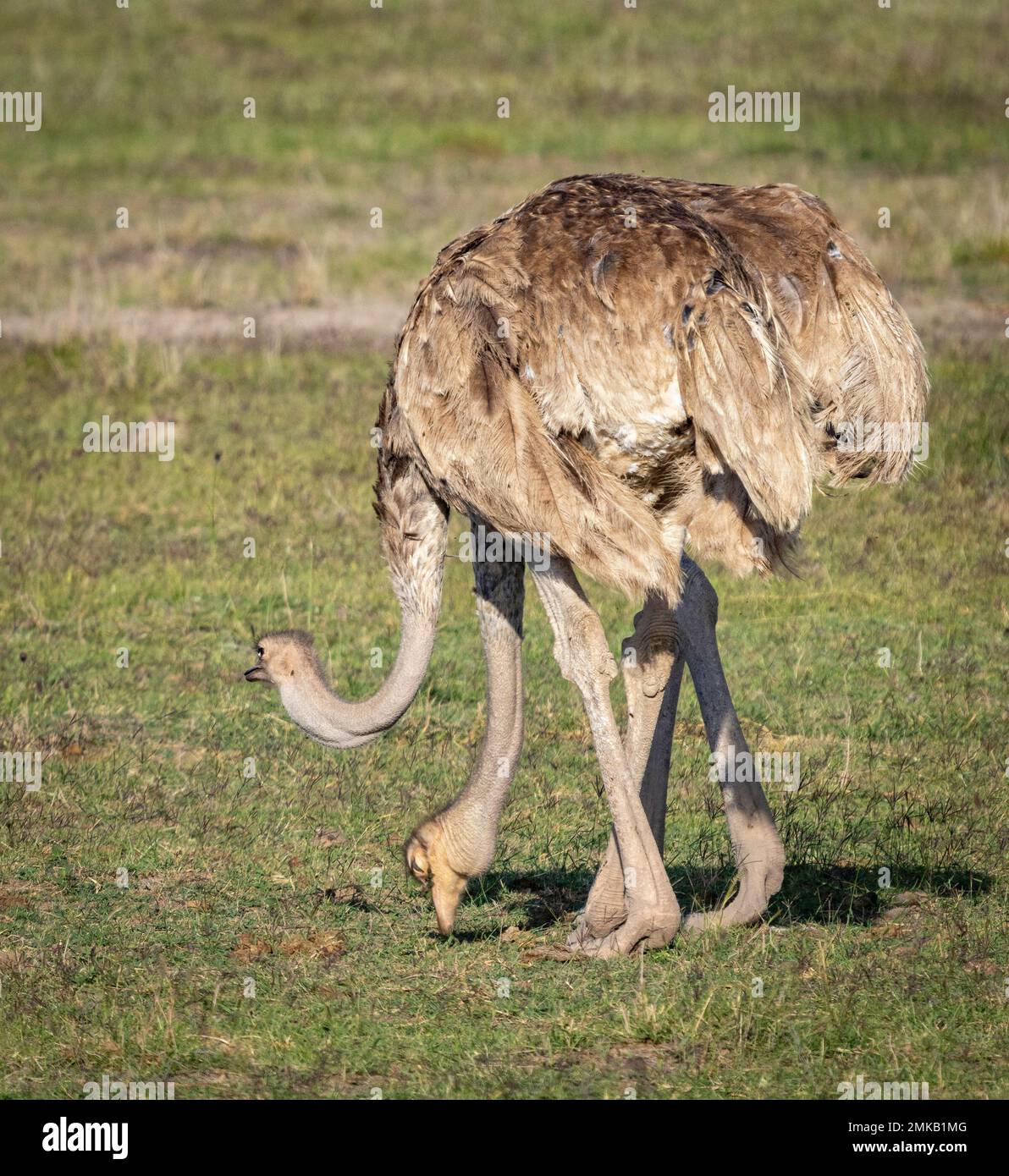 Due struzzi comuni femminili, Amboseli National Park Kenya Foto Stock