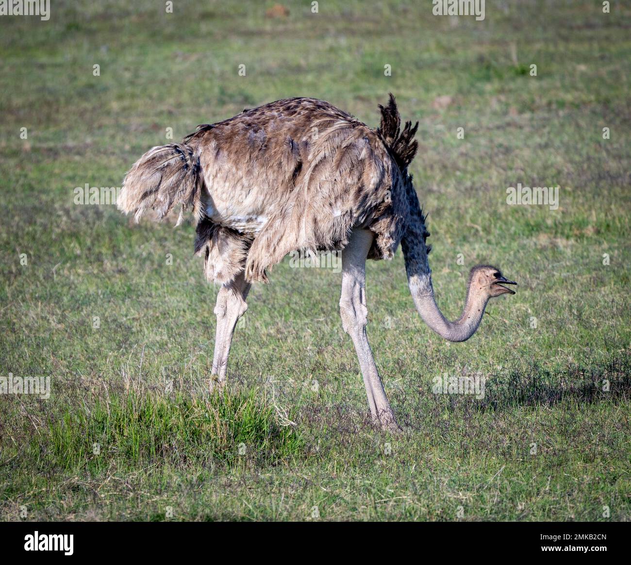 Una femmina struzzo comune, Amboseli National Park Kenya Foto Stock