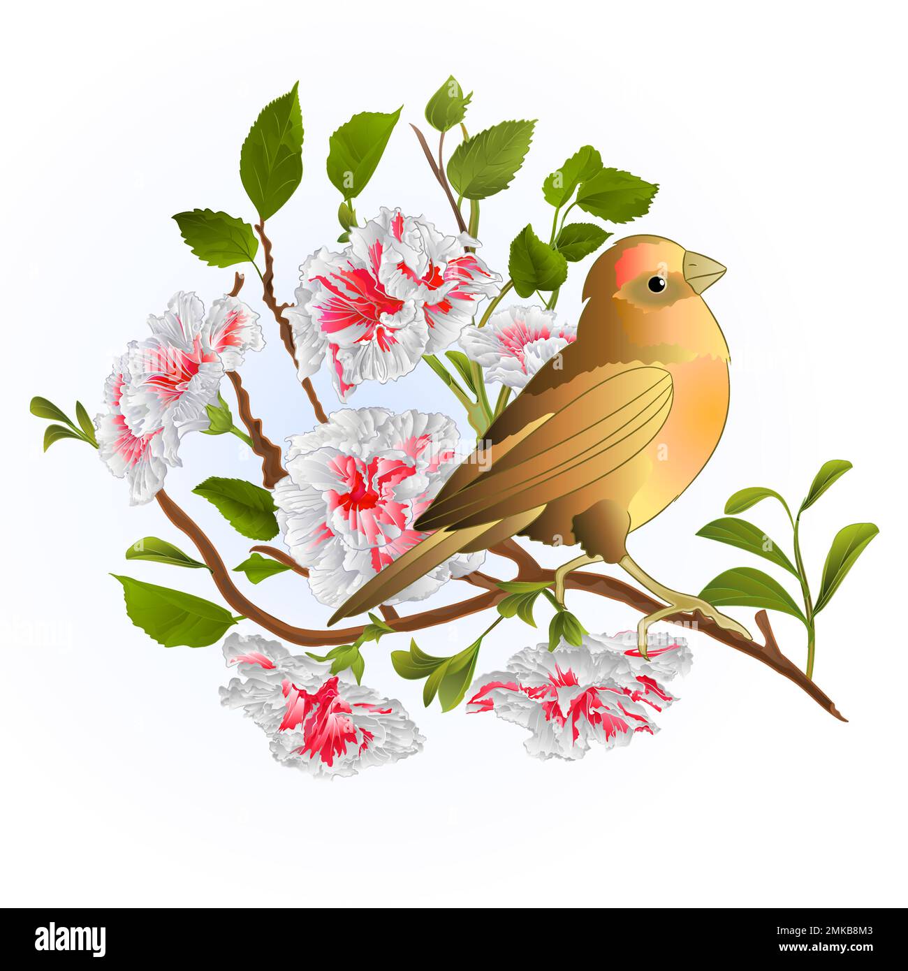 Piccolo songbirdon thrush e ramo bianco hibiscus primavera sfondo vintage vettore illustrazione editabile disegno a mano Illustrazione Vettoriale