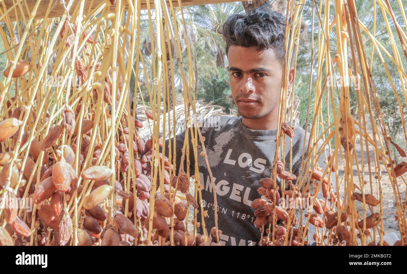 Kebili Dates Cluster è un gruppo di tre esportatori di date nel governatorato di Kebili. POSTI DI LAVORO hanno aiutato queste aziende -- Sonab CED, Sté ben Moussa e Cie, e Sté Laariba - a raggiungere nuovi clienti internazionali, portando a 89 nuovi posti di lavoro e un aumento del 35% delle vendite. Le aziende avevano ottenuto singolarmente i pre-ordini con acquirenti negli Stati Uniti, in Canada, in Francia e in Italia, ma dovevano soddisfare gli standard internazionali di sicurezza alimentare per finalizzare questi ordini. I POSTI DI LAVORO hanno fornito assistenza tecnica congiunta alle tre aziende per aiutarli ad ottenere la certificazione di sicurezza alimentare richiesta (ISO 22000). Foto Stock