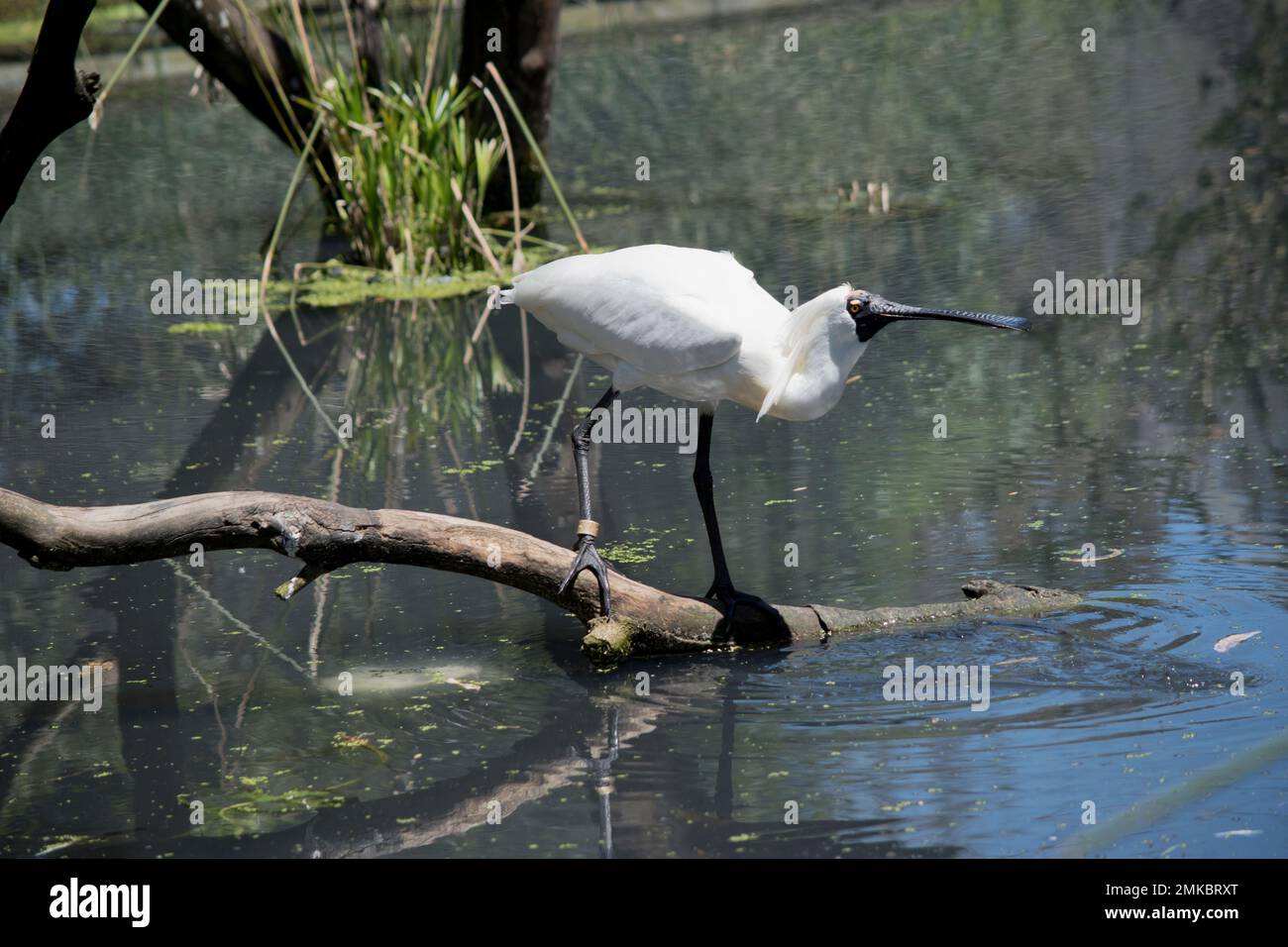 la spatola reale è un uccello bianco alto con un becco nero a forma di cucchiaio. Ha anche lunghe gambe nere Foto Stock