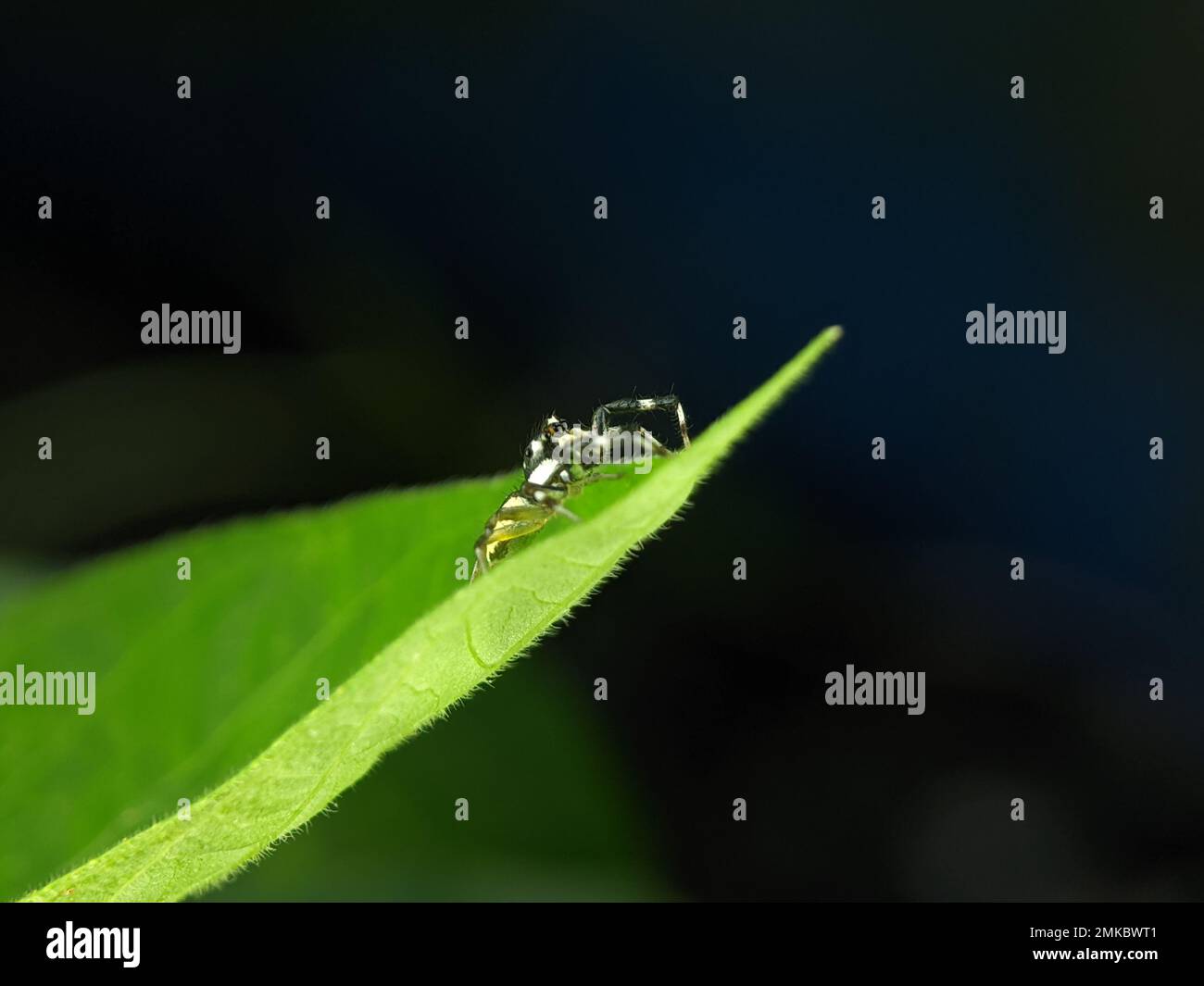 Jumping Spider adulto maschio, trovato su casa in zona residenziale suburbana Foto Stock