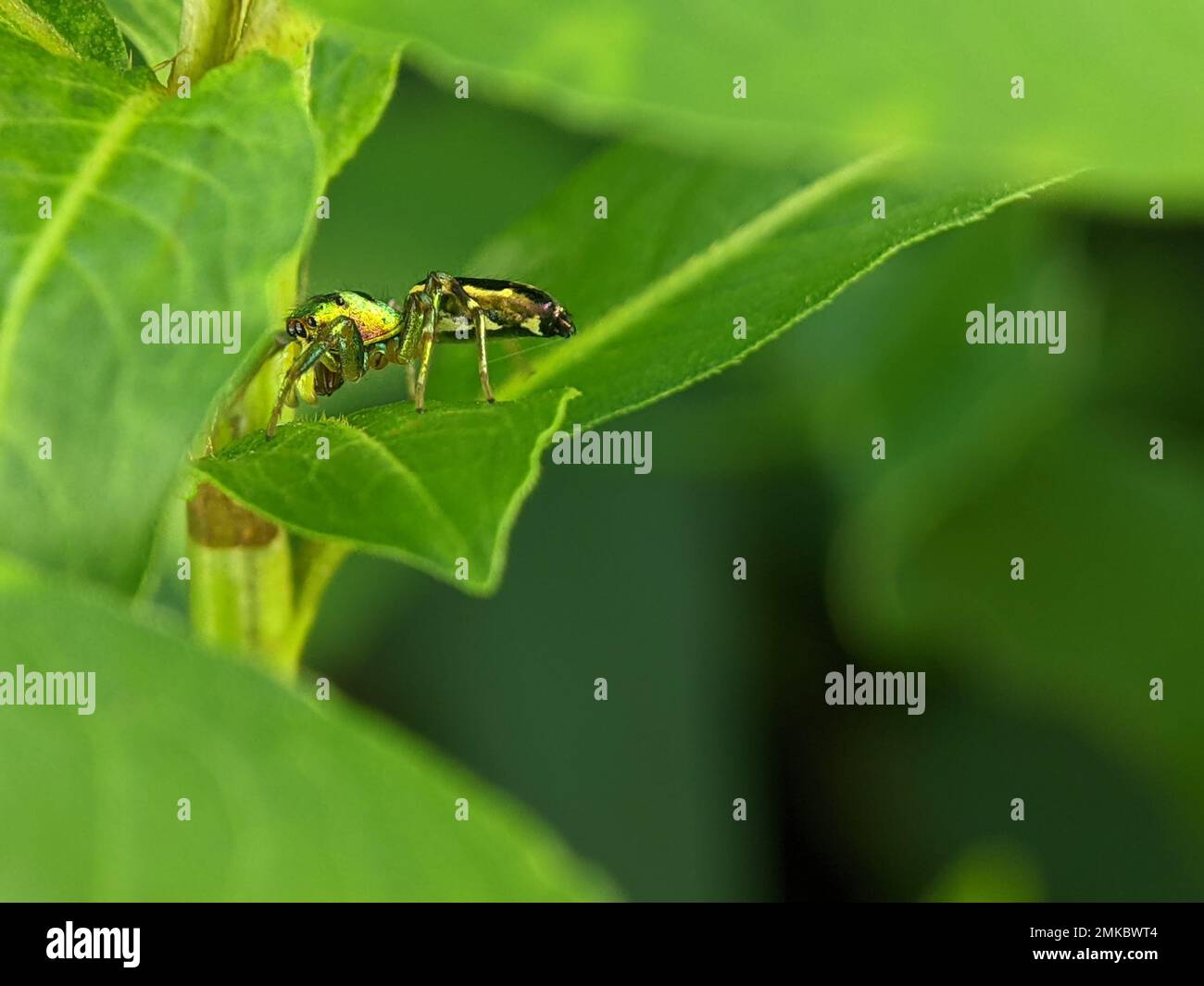 Cosmophasis è un genere di ragni della famiglia Salticidae. Foto Stock