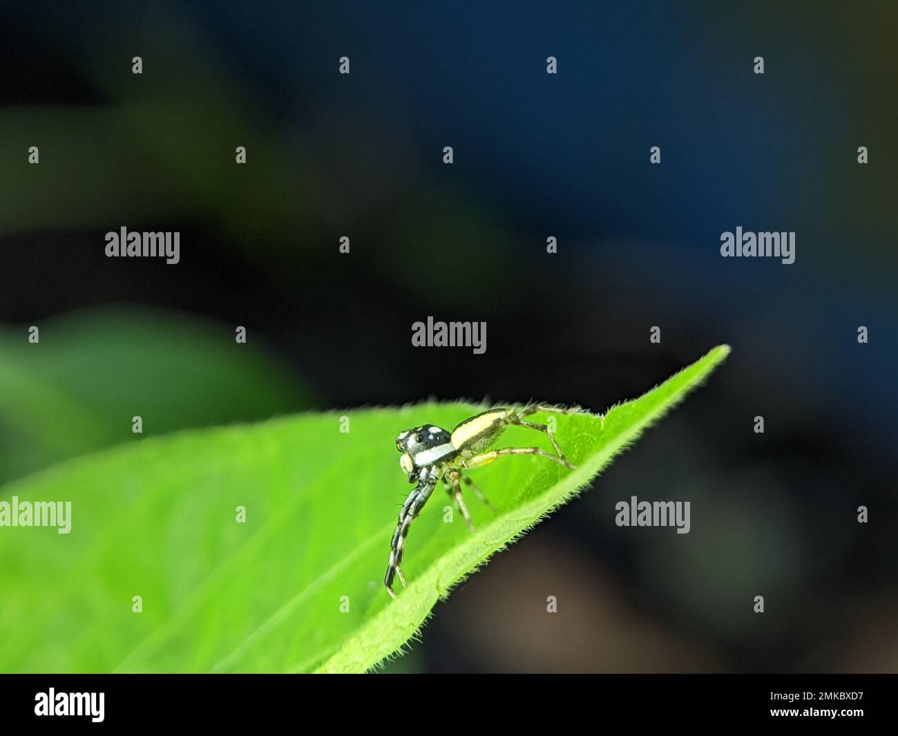 Jumping Spider, adulto maschio trovato su houseplant in zona residenziale suburbana Foto Stock
