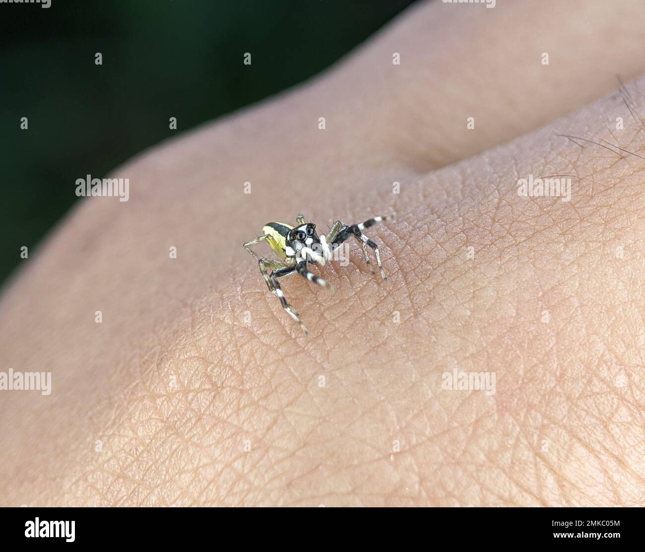 Jumping Spider su una mano qualcuno, maschio adulto, trovato su houseplant in zona residenziale suburbana Foto Stock