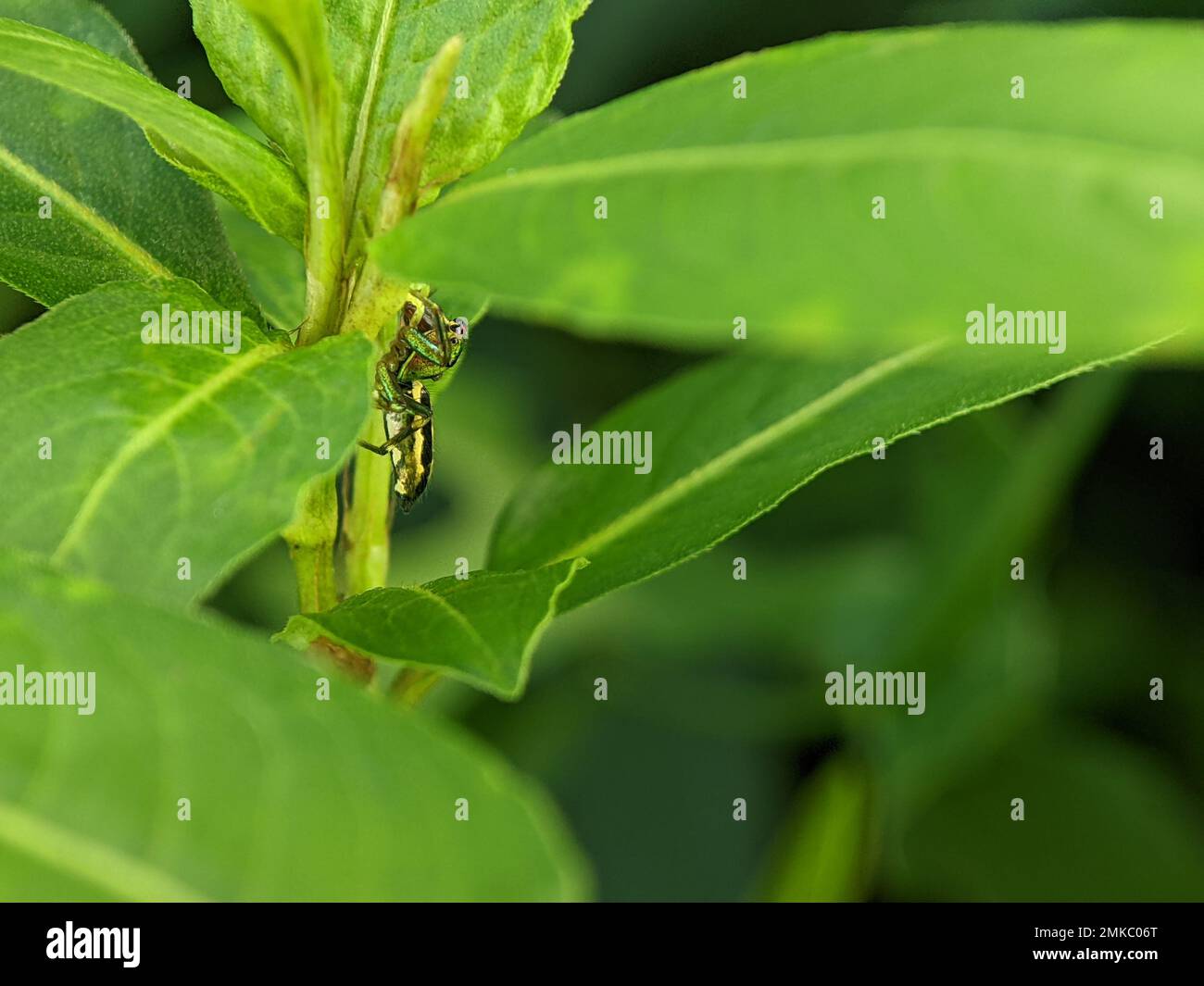 Cosmophasis è un genere di ragni della famiglia Salticidae. Foto Stock