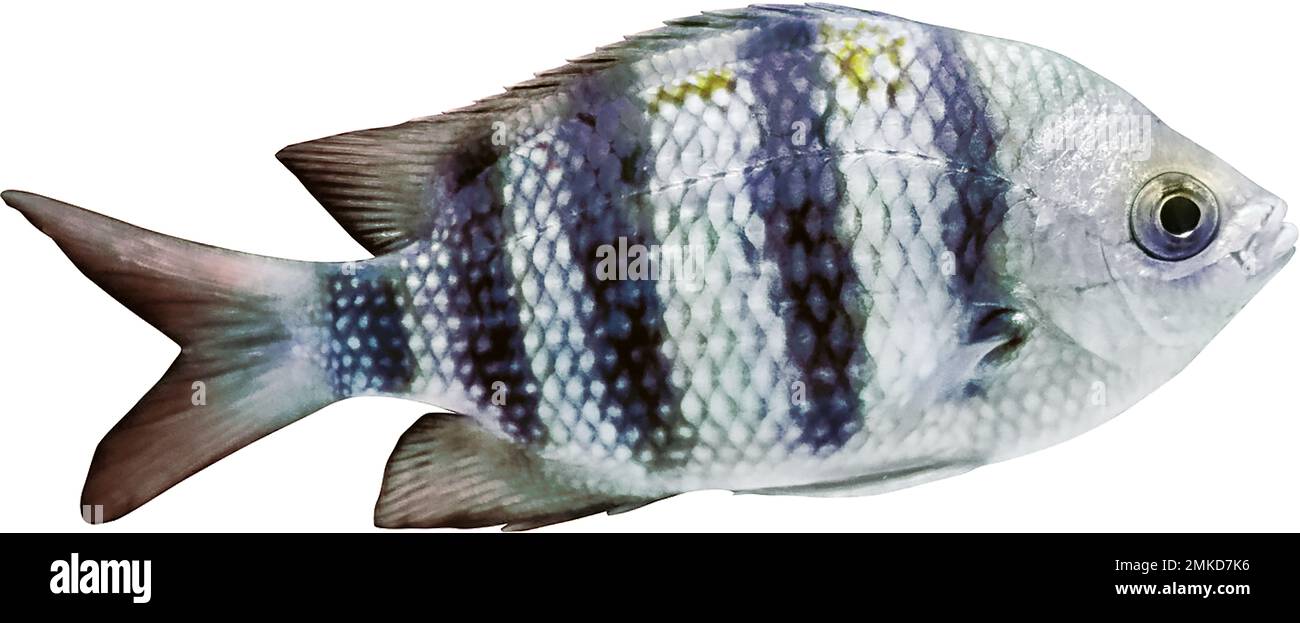 Bel pesce sergente grande su sfondo bianco Foto Stock