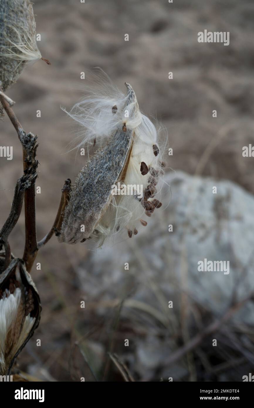 Alghe di latte (Asclepias spp.) cialde che spargono semi al vento. Chicago, Illinois Foto Stock