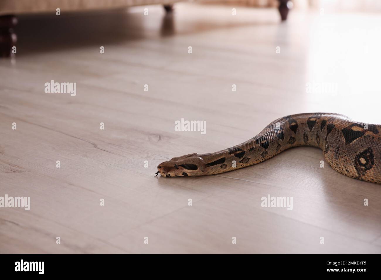 Costrittore di boa marrone che striscio sul pavimento in camera Foto Stock