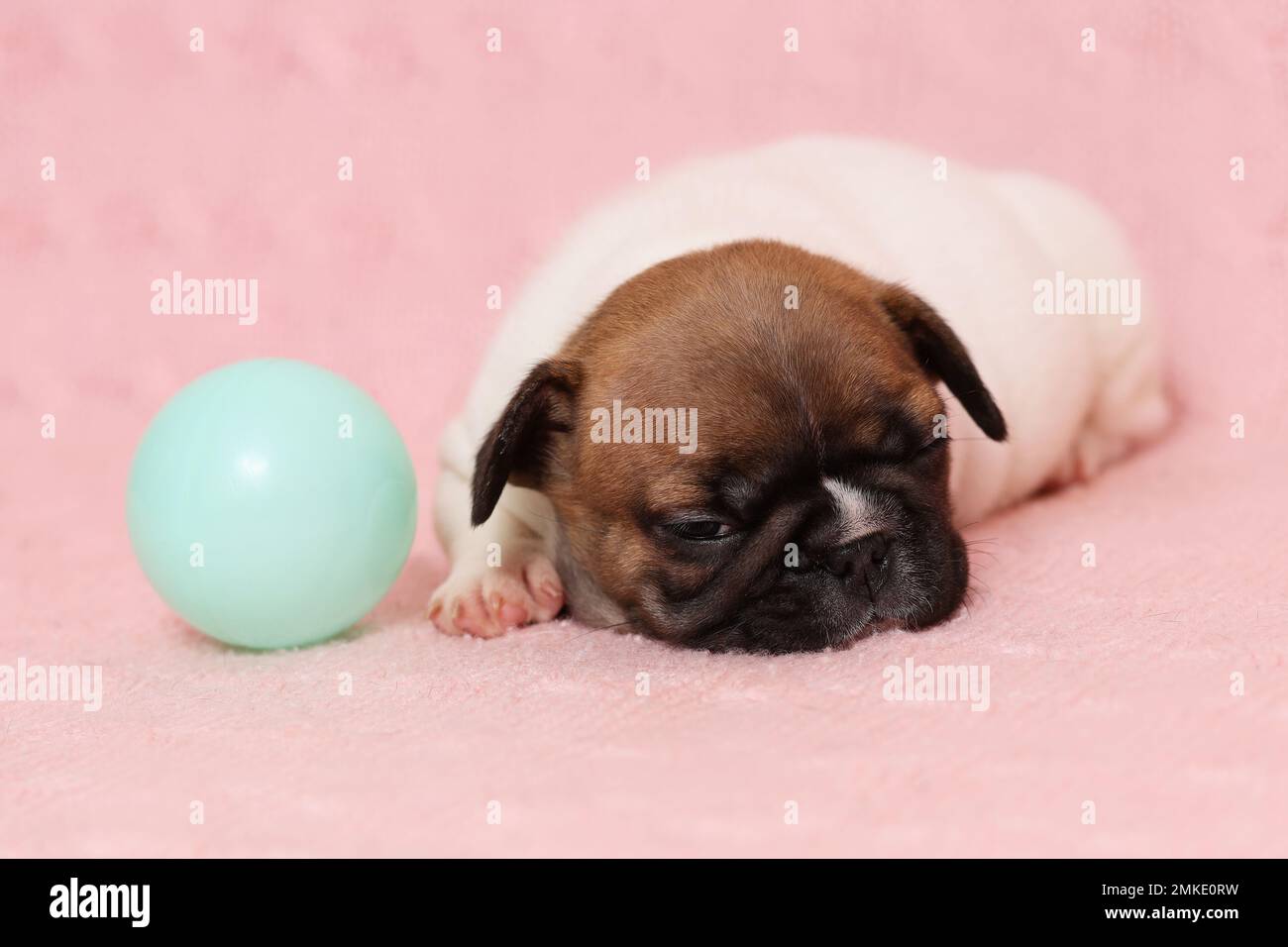 Divertente cucciolo carino di bulldog francese cercando di dormire dopo aver giocato una palla su coperta rosa Foto Stock