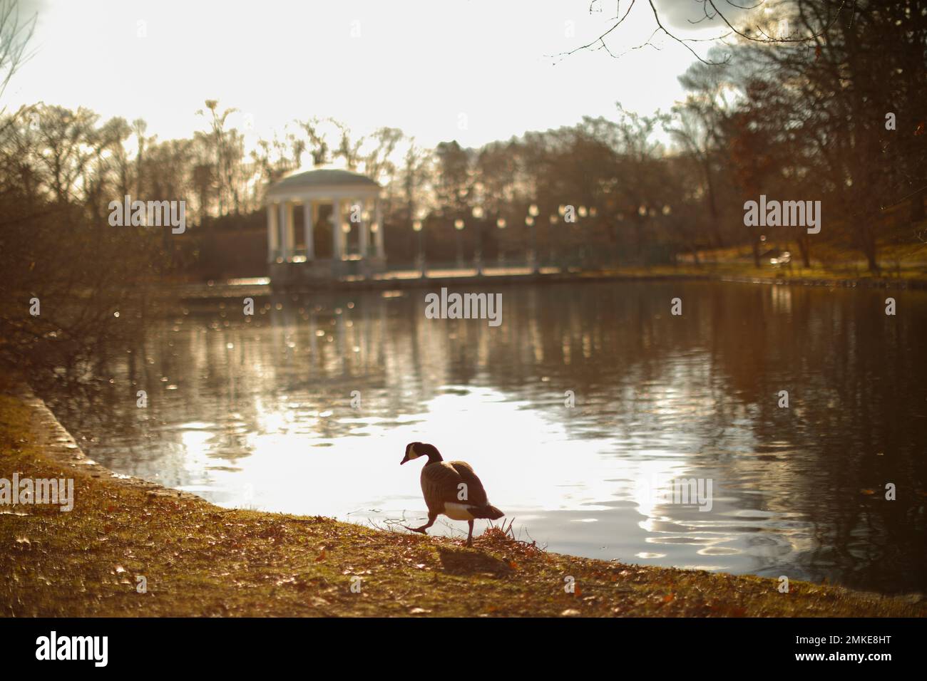 Parco Estate anatre sereno tramonto natura sera Foto Stock