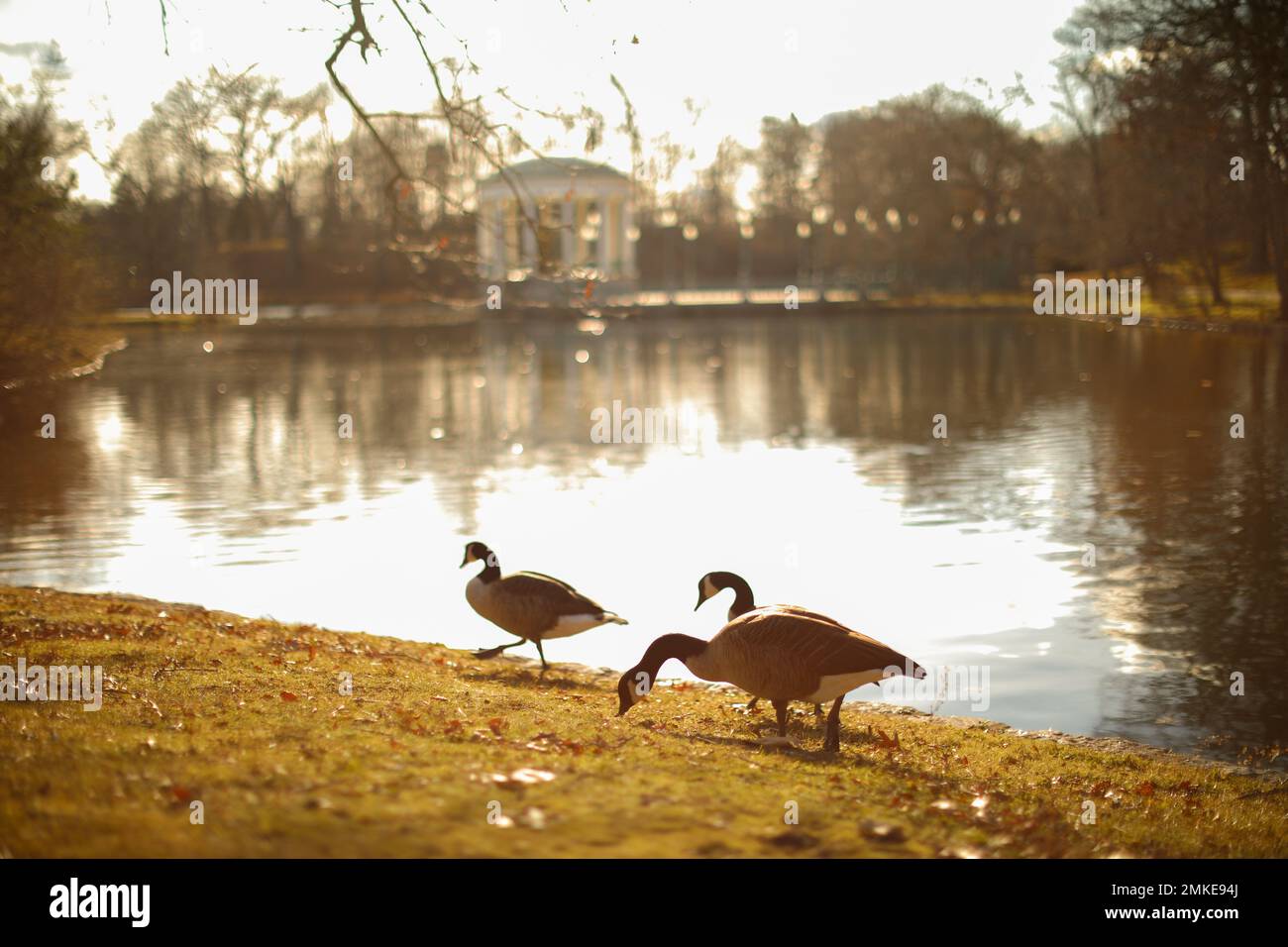 Parco Estate anatre sereno tramonto natura sera Foto Stock