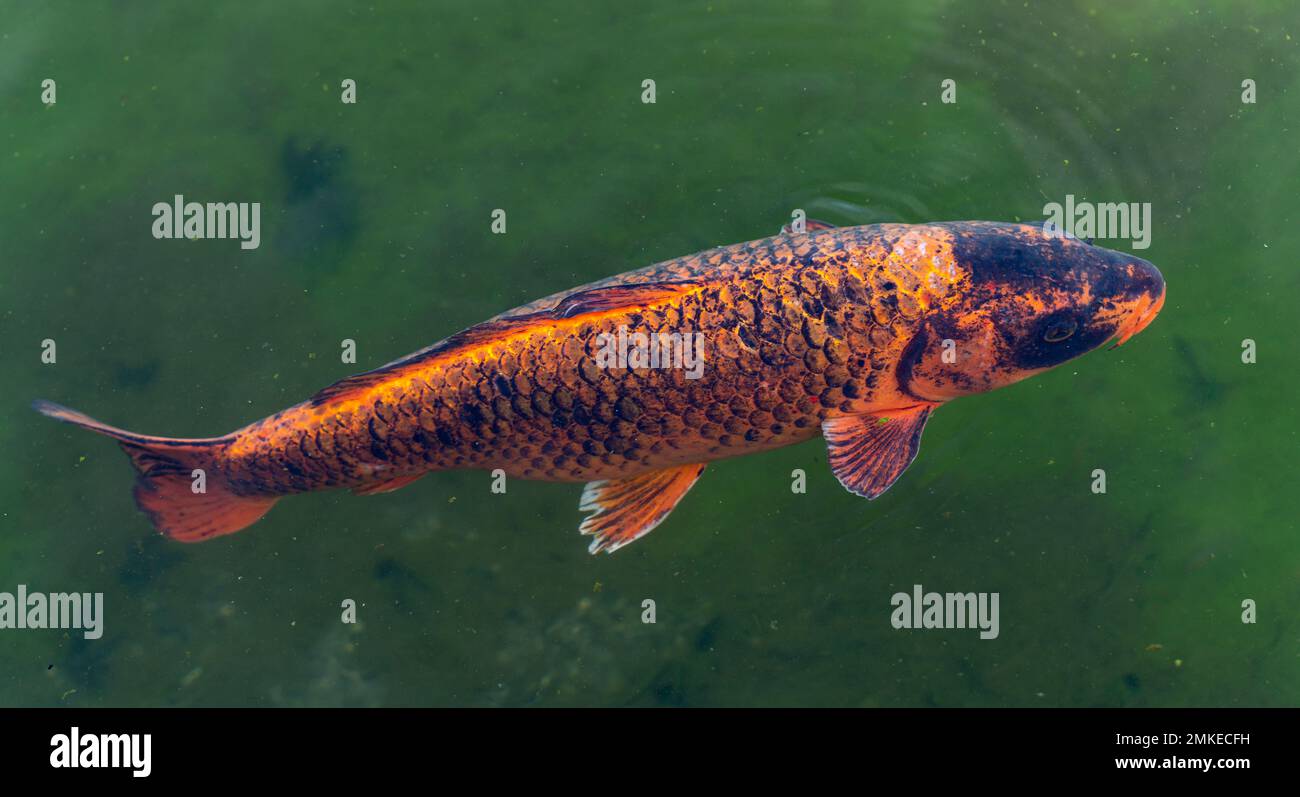 12 Miniature Pesci Koi In Argilla Arancione E Nera - Set Da Collezione In Scala 1:12 - Foto 3