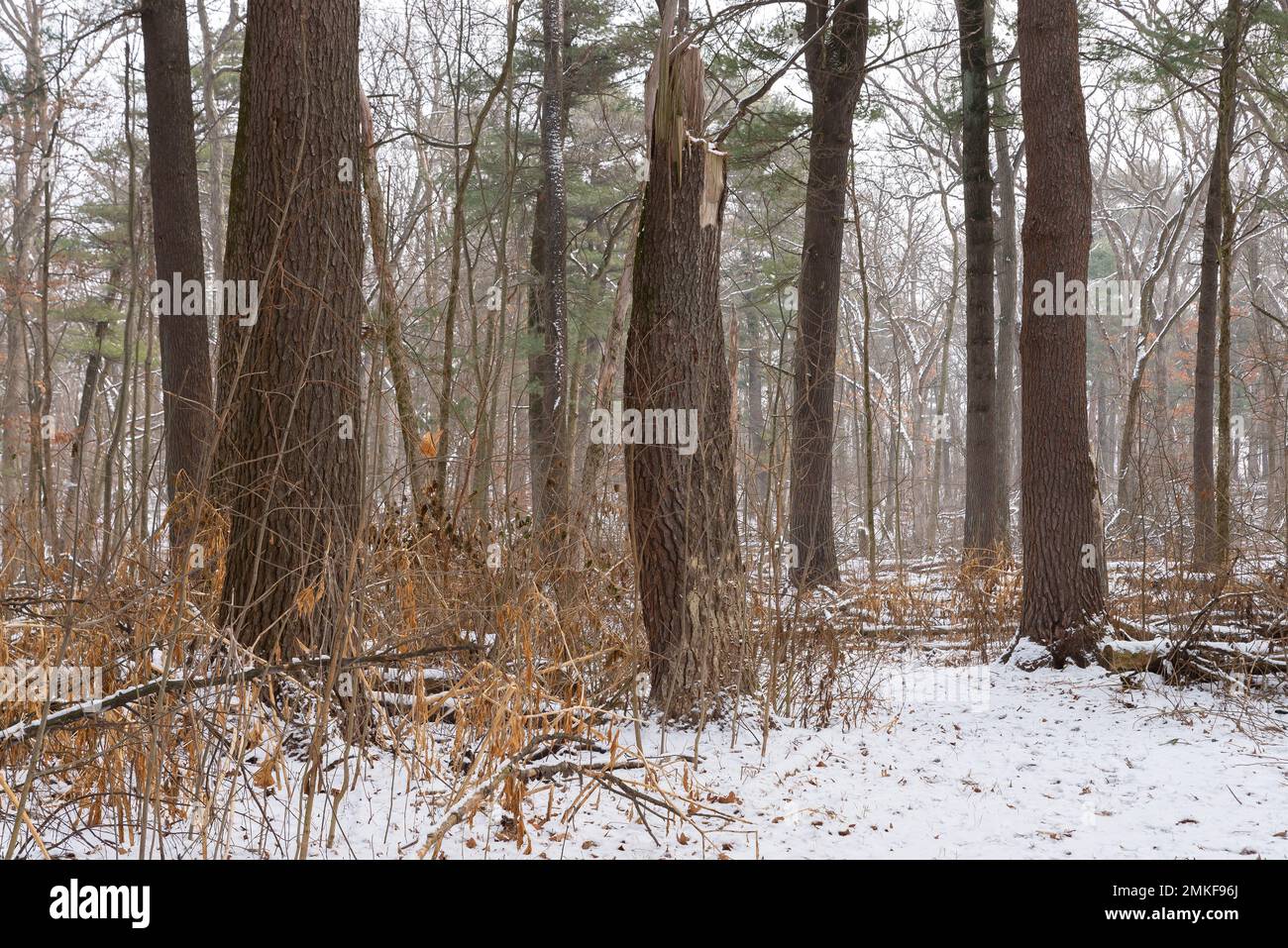 Paesaggio invernale sul Whispering Pines Trail al White Pines Forest state Park, Illinois, USA. Foto Stock